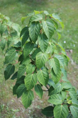Acer davidii 'Rosalie' - javor Davidův - olistění